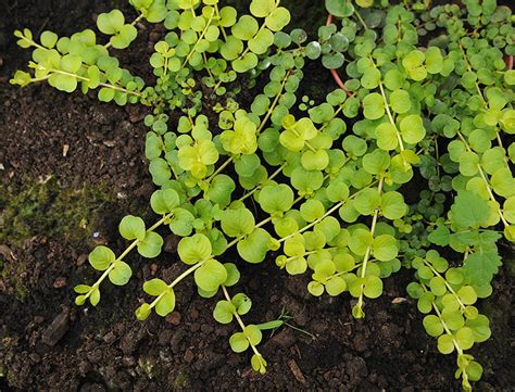 Creeping Jenny Guide: How to Grow & Care for "Lysimachia Nummularia"