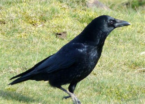 carrion crow – Liberal Dictionary