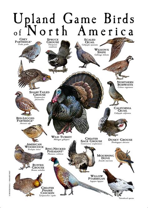 Upland Game Birds of North America Poster Print