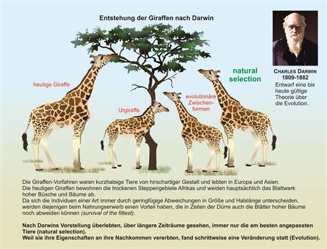 UnterrichtsSoftware Biologie: UnterrichtsSoftware Darwin und die Evolution