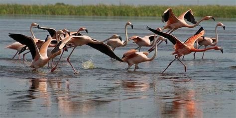 Flamingos returning to the Everglades, organized tours underway | Everglades florida, Everglades ...