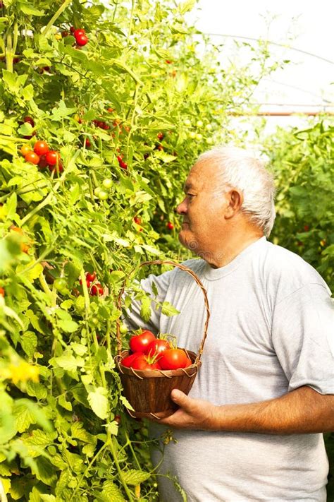 Tomato harvesting stock photo. Image of rural, farm, lifestyle - 32854296