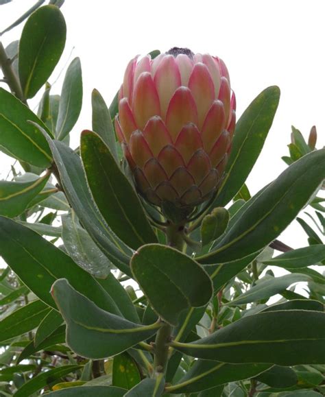 Interesting facts about Protea flowers - Flower Press