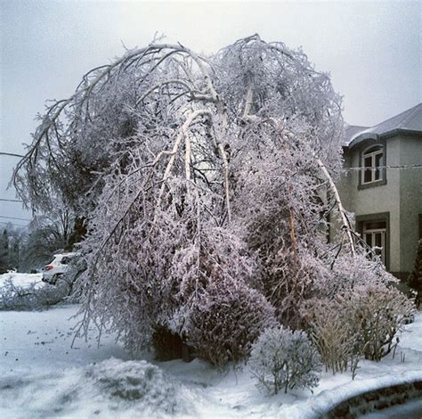 Photos of the 2013 Toronto ice storm