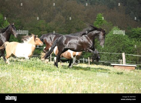 Black Friesian horse jumping while its ahead Stock Photo - Alamy