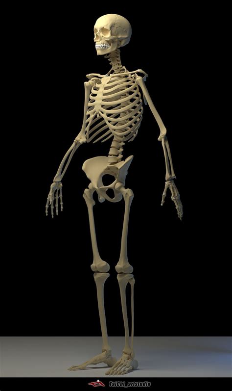 SKELETON human free 3D model | CGTrader