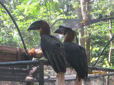 Life in the Philippines: Zoobic safari adventure park