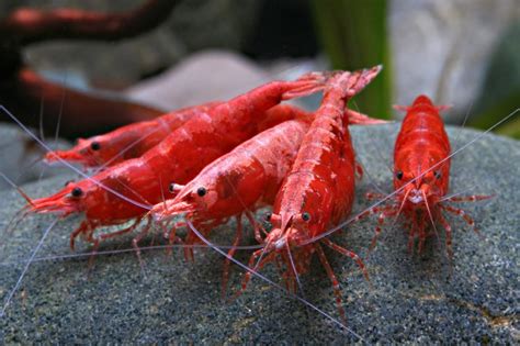 Red Cherry Shrimp - a complete guide to keeping Neocaridina Heteropoda