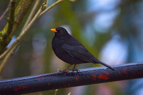 Male Blackbird, Turdus Merula Free Stock Photo - Public Domain Pictures