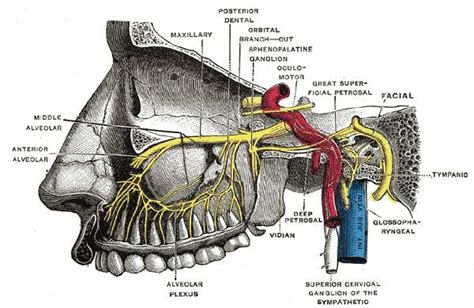 Greater petrosal nerve - Alchetron, The Free Social Encyclopedia