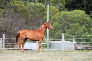 Heavy Warmblood Mare Standing Back View by LuDa-Stock on DeviantArt