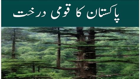 National Tree of Pakistan | پاکستان کا قومی درخت - YouTube