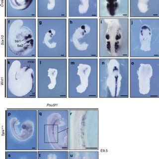 | Neural crest cell markers and primordial germ cells in Taf4 mutant ...