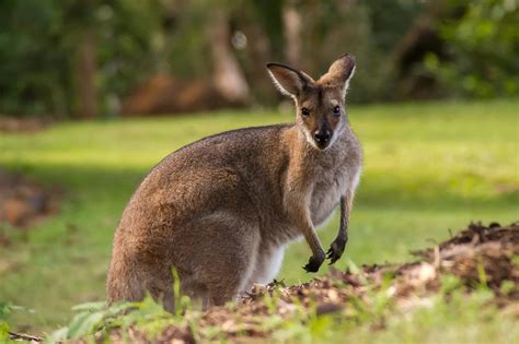 Wallaby in Australia Royalty-Free Stock Photo