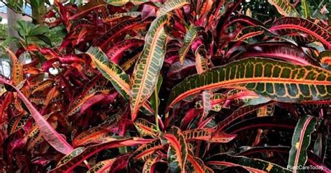 What Are The Common Croton Plant Diseases?