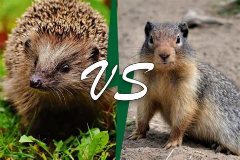 Hedgehog Vs Porcupine (10 Differences) - Wildlife Informer