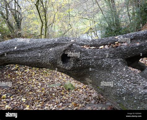 a british penny tree where pennies are hammered into a log for good ...