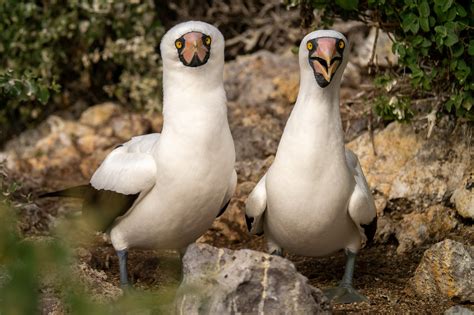 Bloodsucking Birds! The Vampire Finches of Wolf Island, Galapagos ...