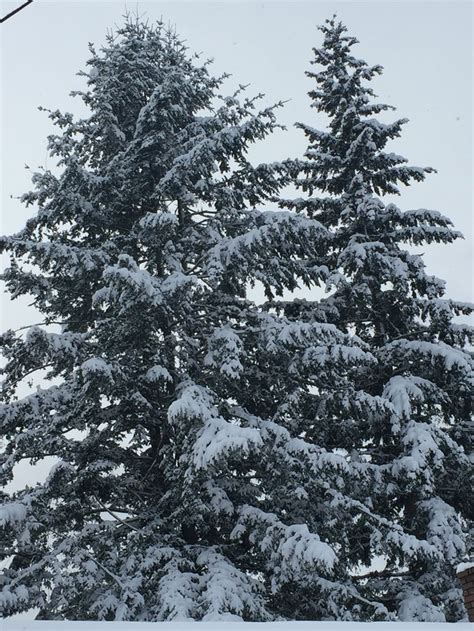 Snow Covered Evergreen Trees