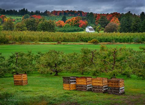 Apple Orchard | Vermont | Joseph Kayne Photography