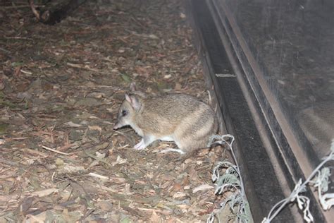 Eastern Barred Bandicoot (Perameles gunnii) - ZooChat