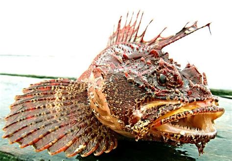 Sculpin - Alchetron, The Free Social Encyclopedia