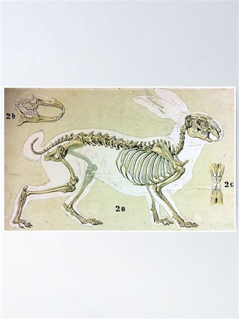 "Hare Skeleton Vintage Print " Poster for Sale by WeFLVintage | Redbubble