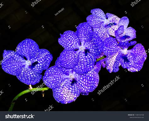 3,501 Blue Vanda Orchid Images, Stock Photos & Vectors | Shutterstock