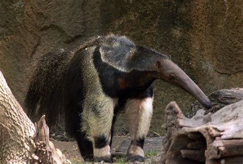 Giant Anteater image - Free stock photo - Public Domain photo - CC0 Images