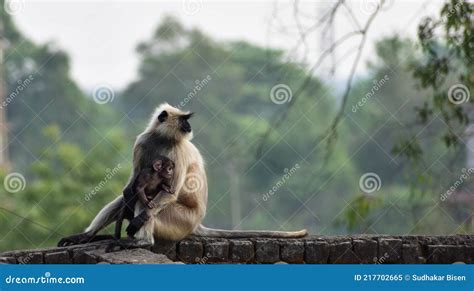 Mother Gray Langur Also Known As Hanuman Langur with Her Baby. Stock ...