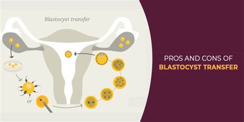 Pros and Cons of Blastocyst Transfer | Zeeva Fertility Clinic