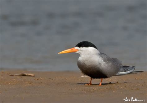 Black-bellied Tern | Northern India | Bird images from foreign trips ...