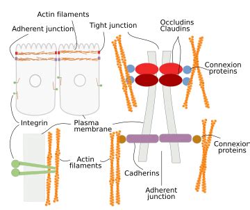 The cell. 7. Cytoskeleton. Actin filaments. Atlas of plant and animal histology.