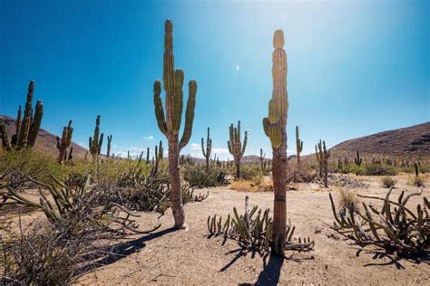 Mexican Desert with Cactuses and Succulents Stock Image - Image of opuntia, majestic: 168661511