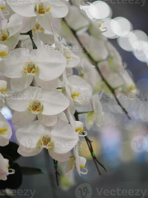 white orchid bouquet flower 9094873 Stock Photo at Vecteezy