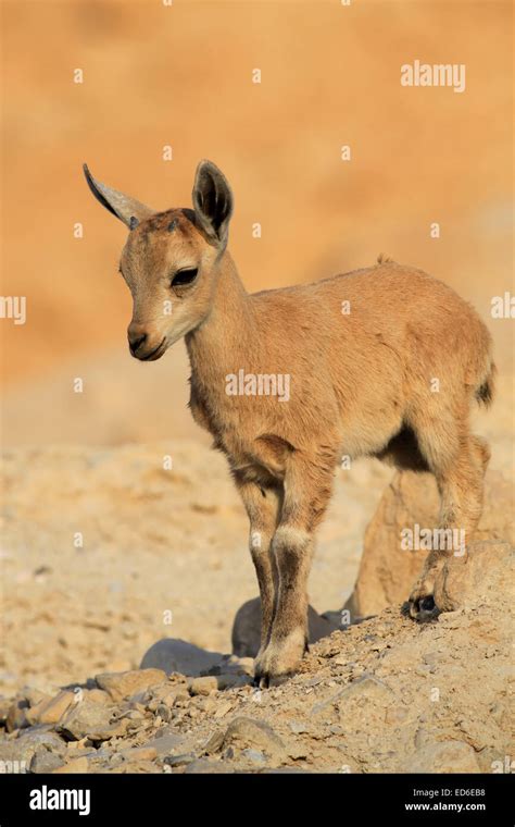 Baby Ibex with Little Horns. An image of a little ibex, about two-three weeks old. The Ibex has ...