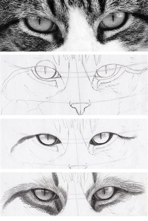 How to Draw Realistic Cat Eyes