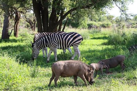 Kruger National Park Safari - Lost Voyager