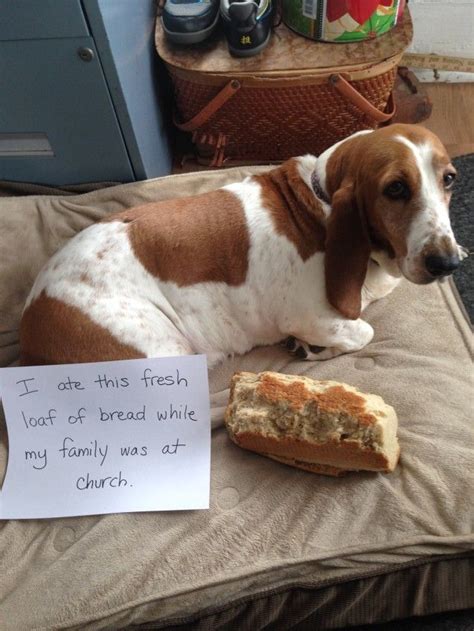 Dogshaming | Basset hound funny, Basset hound, Basset hound dog