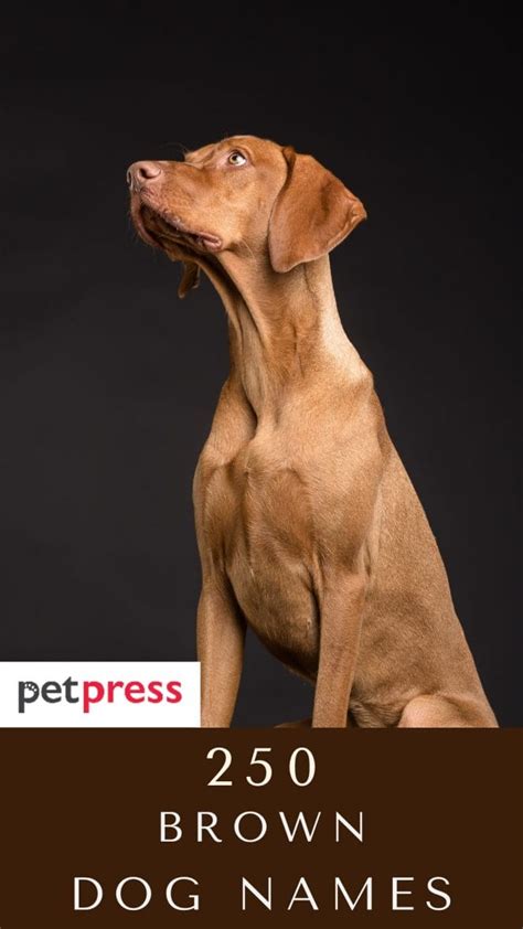 The 250 Best Brown Dog Names - PetPress