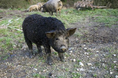 The mangalitsa pig — Stock Photo © geothea #58218077