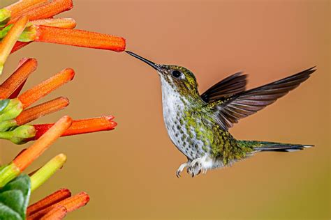 Feeding Hummingbirds - Best Foods to Offer