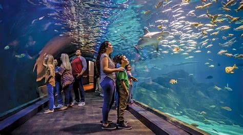 Visit Camden's Adventure Aquarium - Member Benefits