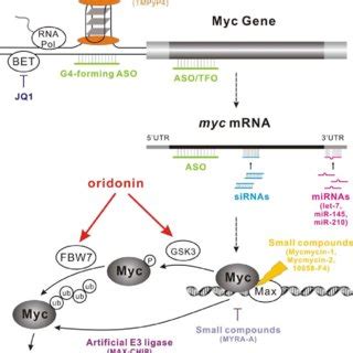 A role for c-Myc as a key signaling node. The expression of ...