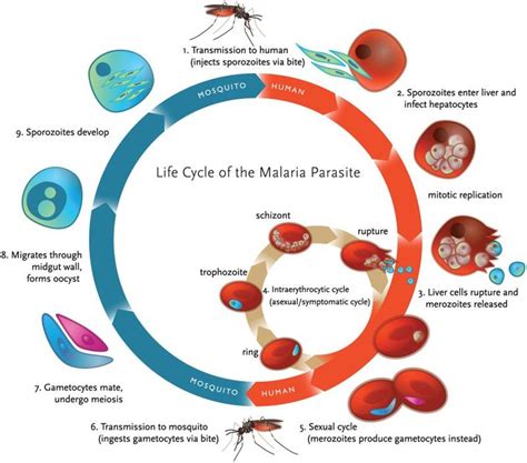 Life cycle of malaria parasite. Malaria transmission occurs through a... | Download Scientific ...