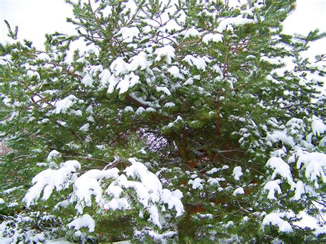 Download free photo of Snow,evergreen,tree,winter,snow on evergreen - from needpix.com