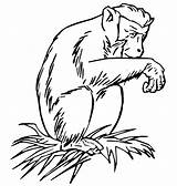 Baboon coloring Page  Animals Town Animal color Sheets Picture sketch template