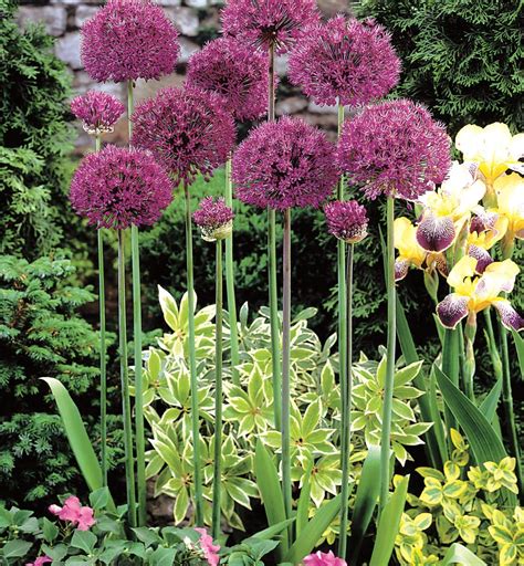 Autumn Bulbs | High Quality Flowering Bulbs for Sale Online at Bloms Bulbs