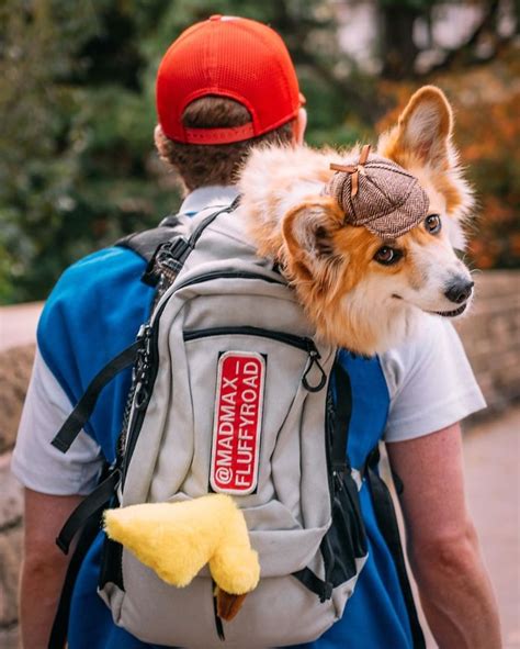 Guy Carries His Corgi In His Backpack, Brightens Everyone’s Day As They ...