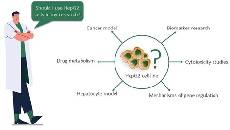 IJMS | Free Full-Text | The Curious Case of the HepG2 Cell Line: 40 Years of Expertise